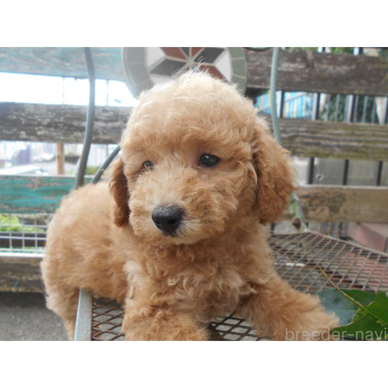 販売中の福岡県のタイニープードル-416526